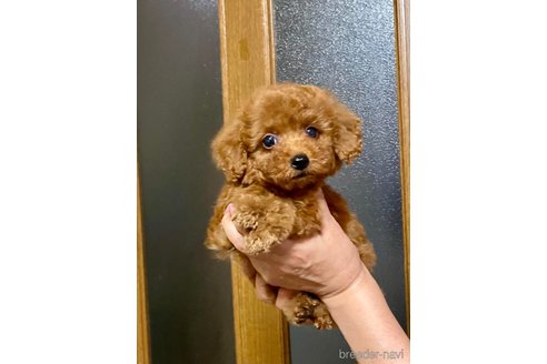成約済の兵庫県のティーカッププードル-347540の3枚目